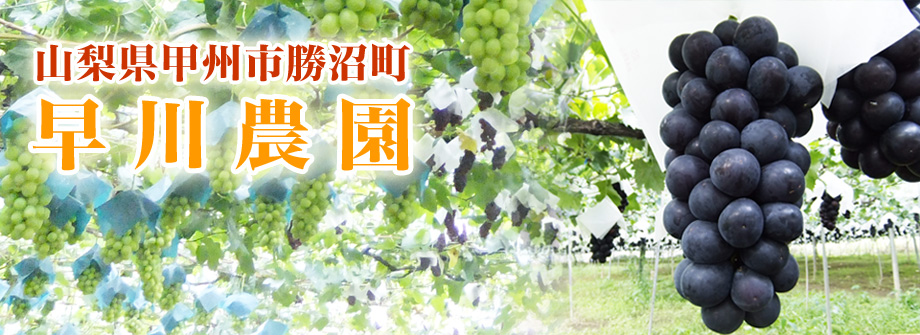 山梨県甲州市勝沼町早川農園